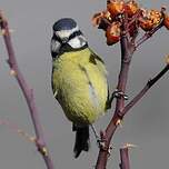 Mésange nord-africaine