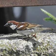 Moineau cisalpin