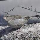Moineau cisalpin