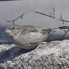 Moineau cisalpin