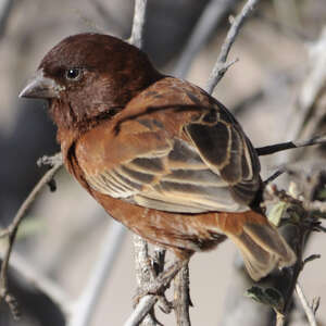 Moineau d'Emin