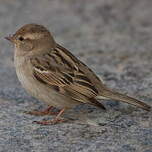 Moineau domestique