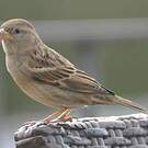 Moineau espagnol