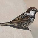 Moineau espagnol