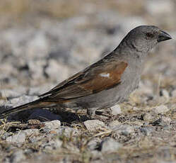 Moineau perroquet