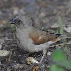 Moineau swahili