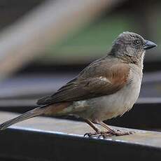 Moineau swahili