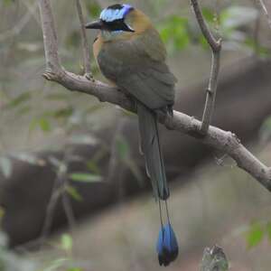 Motmot caraïbe