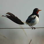 Moucherolle à queue large