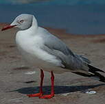 Mouette à tête grise