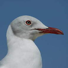 Mouette à tête grise