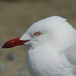 Mouette argentée