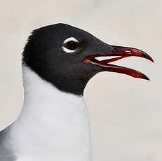 Mouette atricille