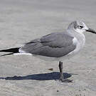 Mouette atricille