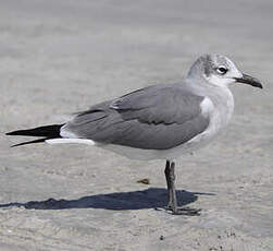 Mouette atricille