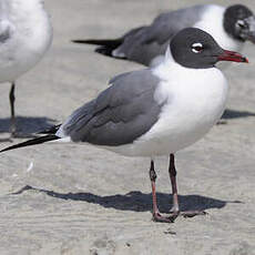 Mouette atricille