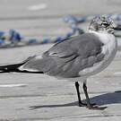 Mouette atricille