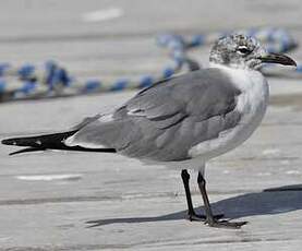 Mouette atricille