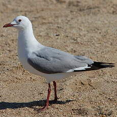 Mouette de Hartlaub