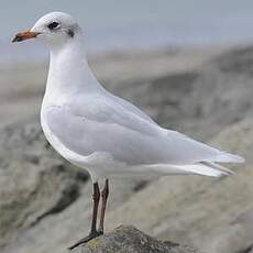 Mouette mélanocéphale