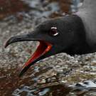 Mouette obscure