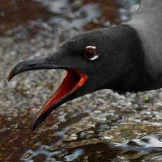 Mouette obscure