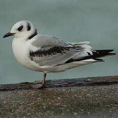 Mouette tridactyle