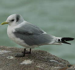 Mouette tridactyle