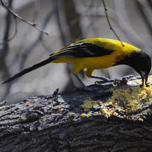 Oriole d'Audubon