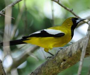 Oriole de Jamaïque