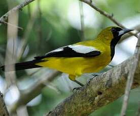 Oriole de la Jamaïque