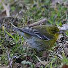 Paruline des pins