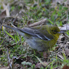 Paruline des pins