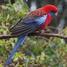 Perruche de Pennant