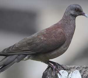 Pigeon de Madagascar