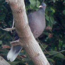 Pigeon des lauriers