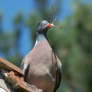 Pigeon ramier