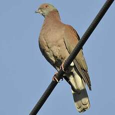 Pigeon rousset