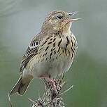 Pipit des arbres