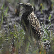 Pipit ocré