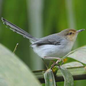 Prinia de São Tomé