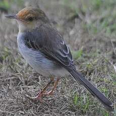 Prinia de São Tomé