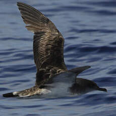 Puffin du Cap-Vert