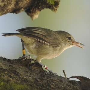 Rousserolle des Seychelles