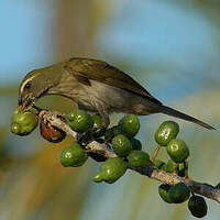 Saltator gros-bec