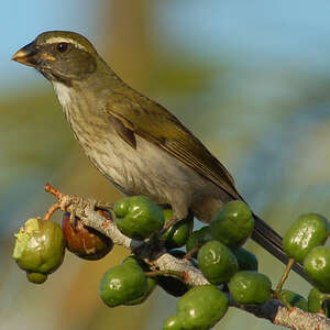 Saltator gros-bec