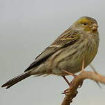 Serin des Canaries