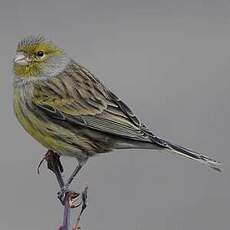 Serin des Canaries