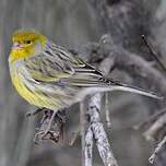 Serin des Canaries