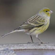 Serin des Canaries